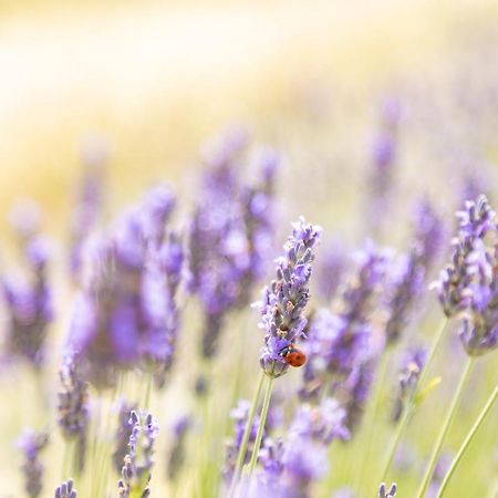 Agriturismo La Valle Della Lavanda - Podere Mezzastrada Fauglia Kültér fotó