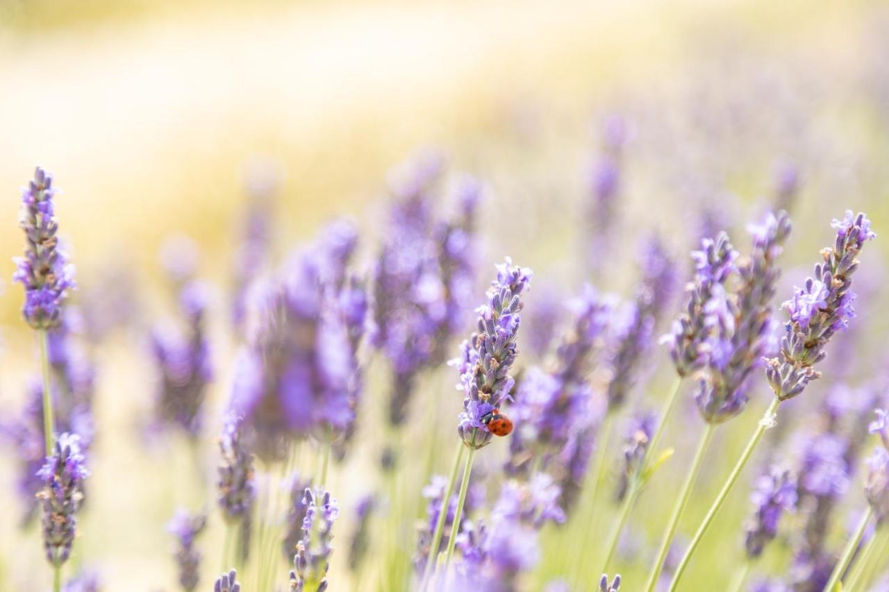 Agriturismo La Valle Della Lavanda - Podere Mezzastrada Fauglia Kültér fotó