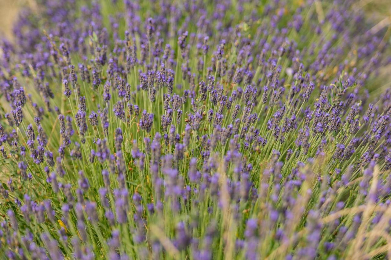 Agriturismo La Valle Della Lavanda - Podere Mezzastrada Fauglia Kültér fotó