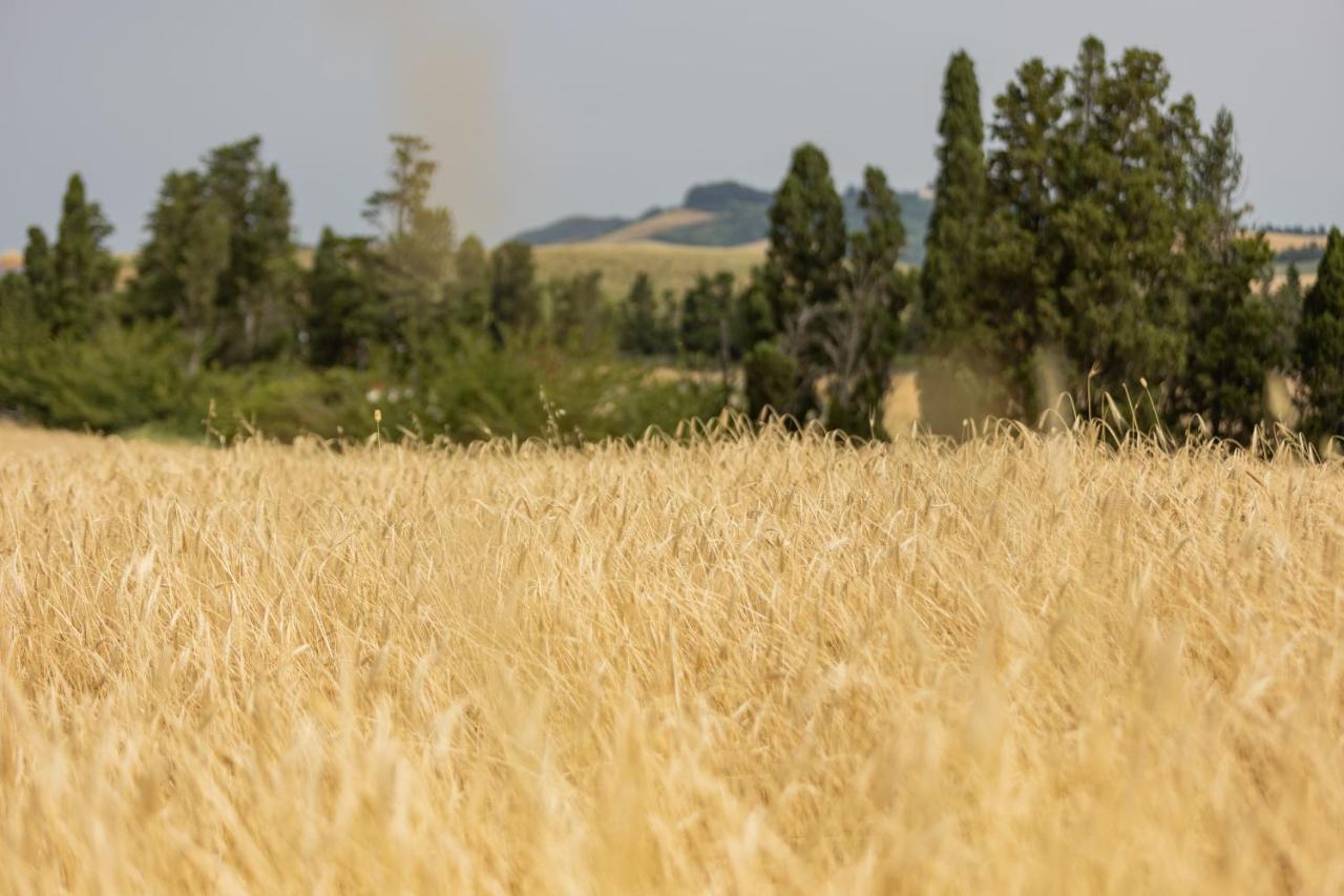 Agriturismo La Valle Della Lavanda - Podere Mezzastrada Fauglia Kültér fotó